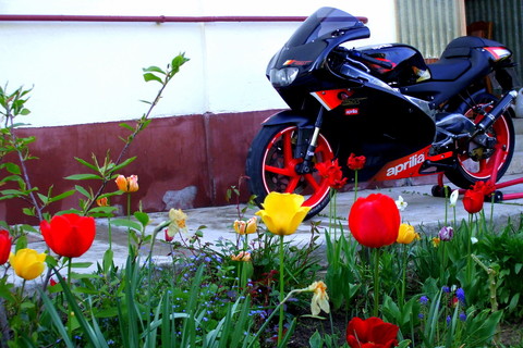 RS 125 Flower theme