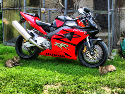 CBR 954 RR