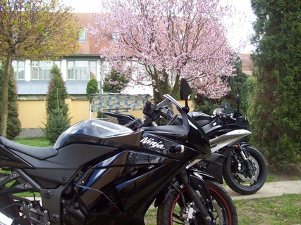 Yamaha R6, Ninja 250R