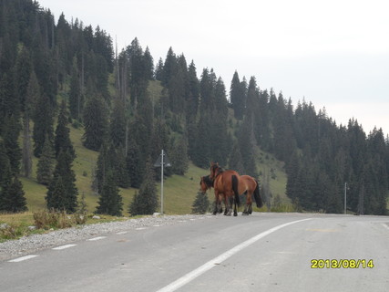 Transalpina