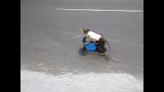 Motorozó majom