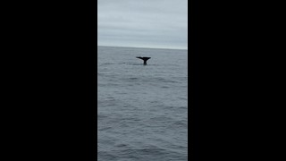 Egy másik meglesett bálna a Nordkapp túra mellékleteként.
